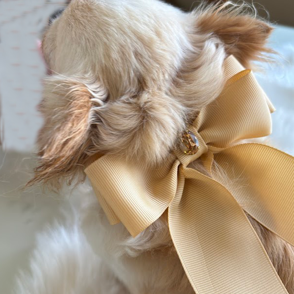Collar "Classic Doll" Cammel