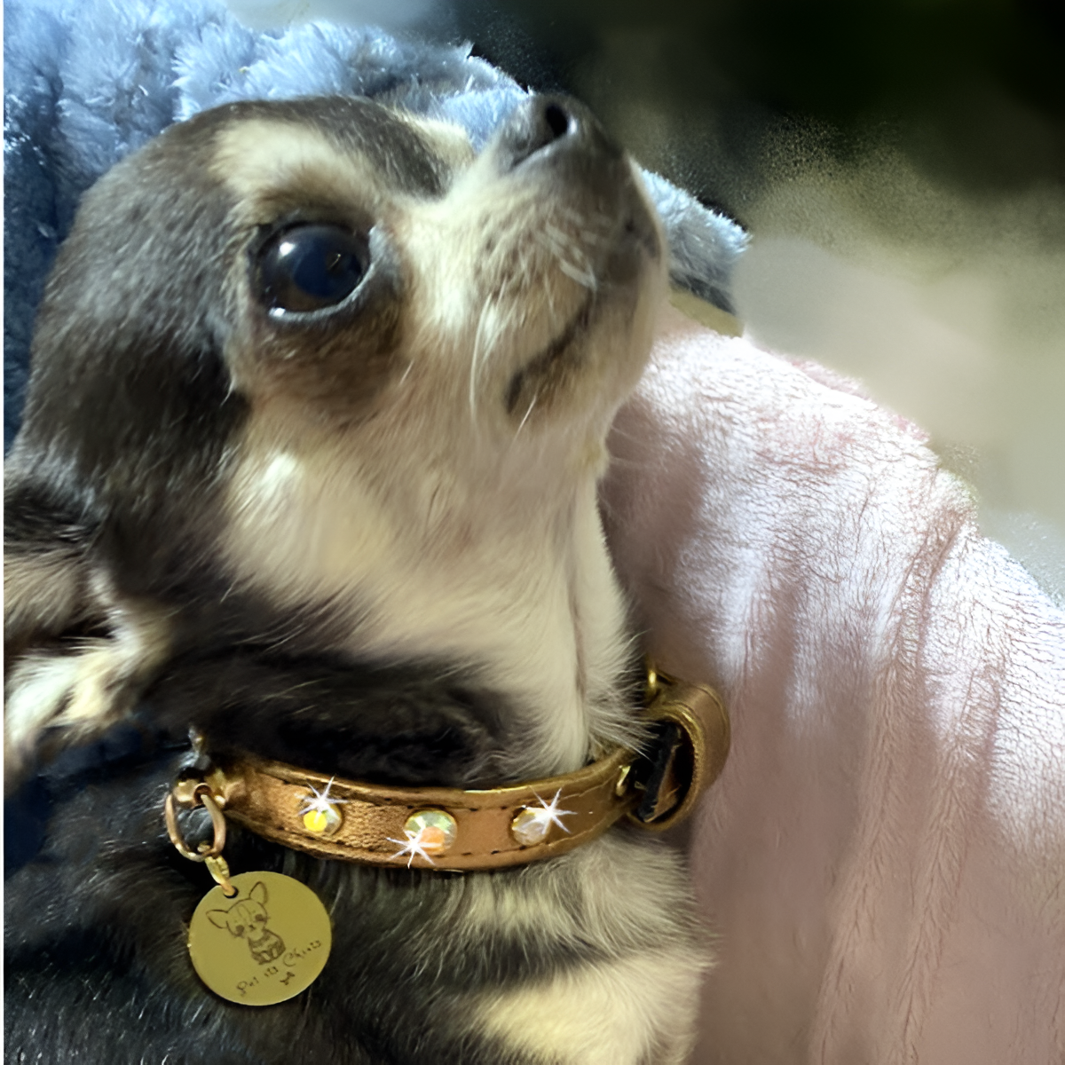 Collar "PawRocks" Boreal Sun