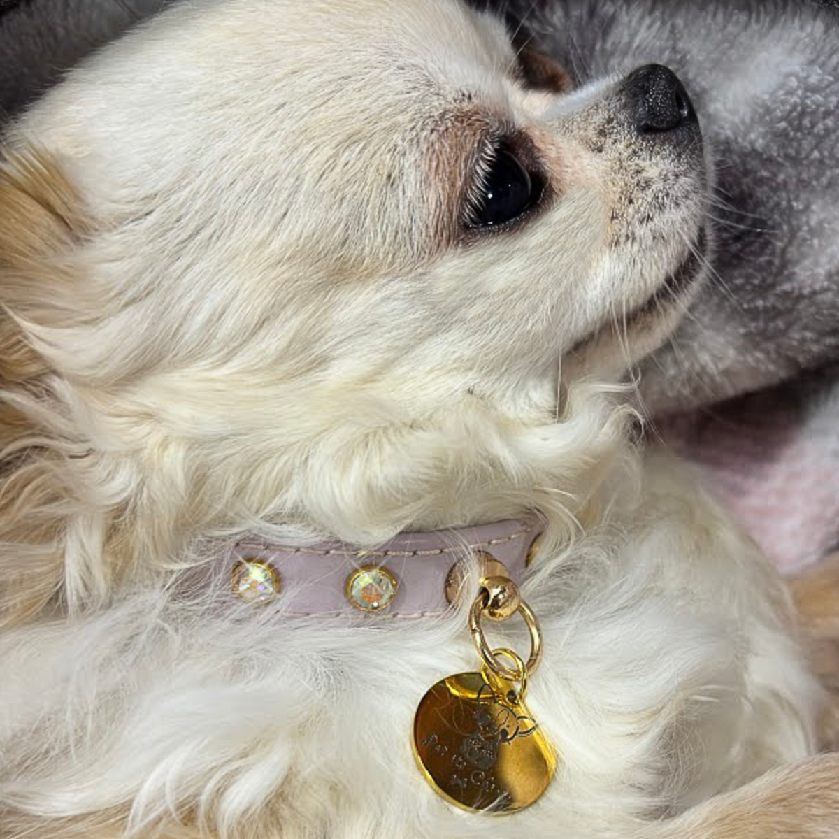 Collar "PawRocks"Baby Pink