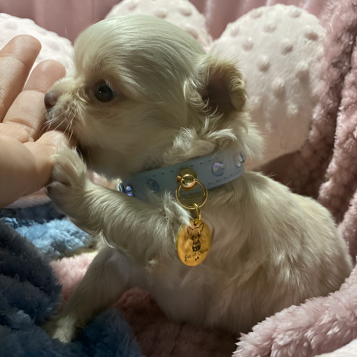 Collar "First Petit" Baby Blue
