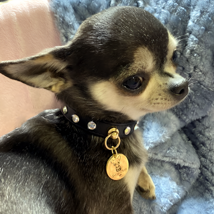 Collar "PawRocks" Star