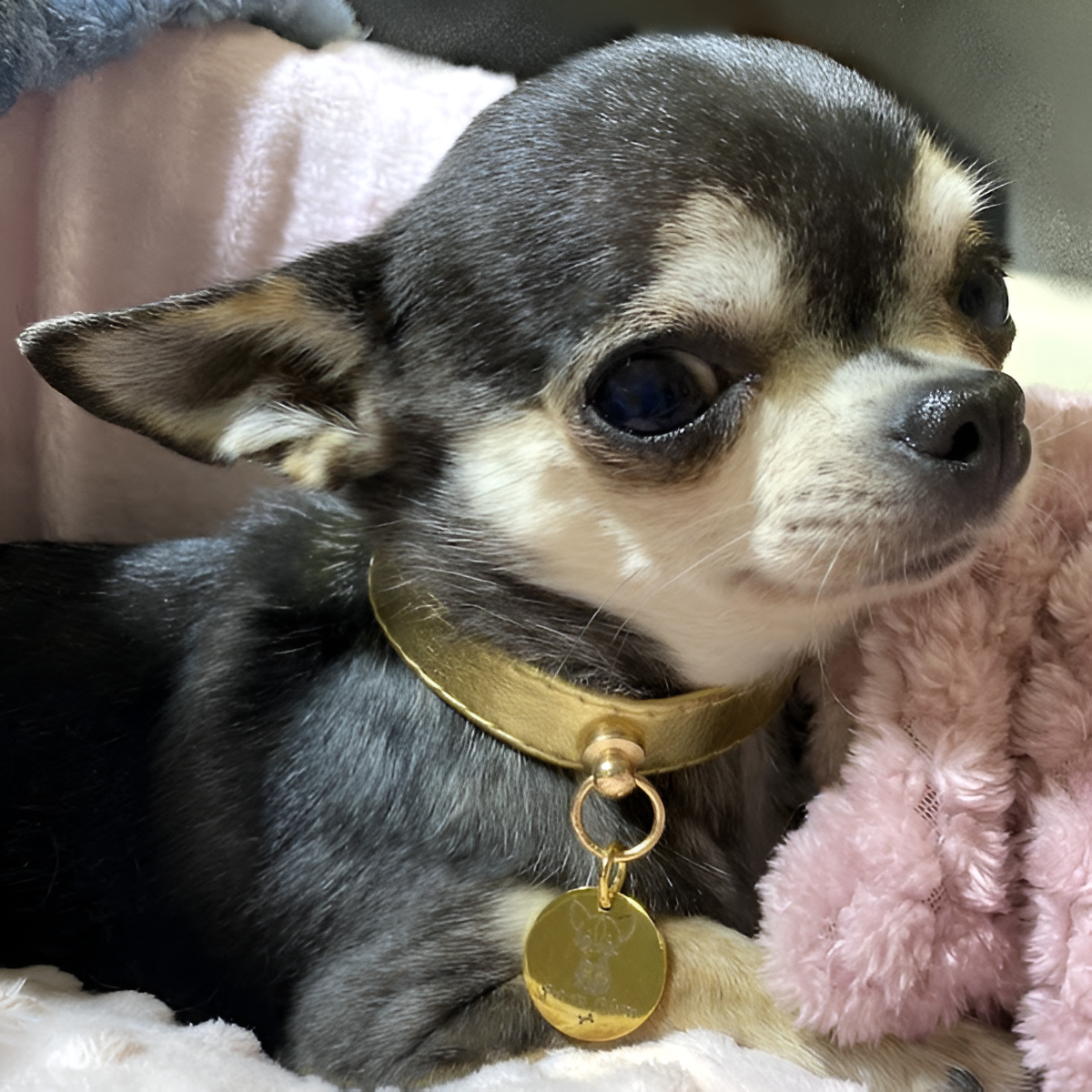 Collar "Chic Essential" Gold